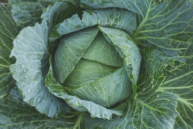 Guida all'acquisto dei migliori attrezzi per il giardinaggio